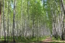 Як провести вихідний у лісі - Світ навколо нас провести