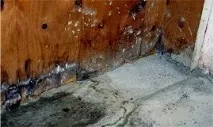 Як прибрати грибкову плісняву зі стін, способи застосування антисептиків. грибкову