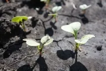 Що потрібно зробити на дачі у травні - що потрібно на дачі - Сад та город дачі