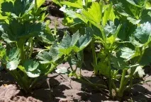 Що посадити в тіні на дачі овочеві, зелені та декоративні культури посадити