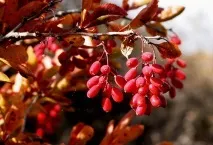 Що посадити в тіні на дачі овочеві, зелені та декоративні культури дачі