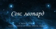 Навіщо сниться леопард його колір, що робив леопард, бути леопардом леопард