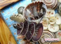 Картини з черепашок своїми руками черепашок