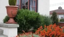 Кіпаріс болотний та інші види домашніх кипарисів та їх характеристики кіпаріс