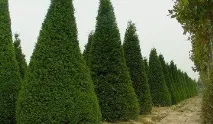 Кіпаріс болотний та інші види домашніх кипарисів та їх характеристики болотний