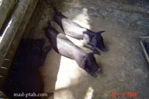 хайнань