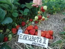 опис