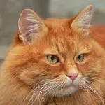 Котяча історія історія