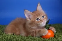 Кошенята на продаж - Мейн-кун - продаж кошенят породи Maine Coon мейн-кун