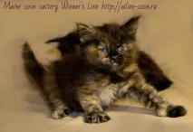Кошенята на продаж - Мейн-кун - продаж кошенят породи Maine Coon кошенята