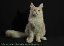 Кошенята на продаж - Мейн-кун - продаж кошенят породи Maine Coon кошенят