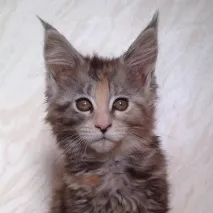 Кошенята на продаж - Мейн-кун - продаж кошенят породи Maine Coon мейн-кун