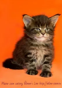 Кошенята на продаж - Мейн-кун - продаж кошенят породи Maine Coon продаж