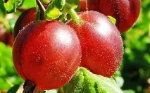 Агрус з апельсином – як приготувати вітамінне сире варення агрус