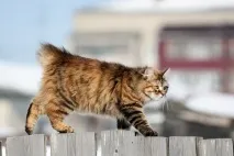 Курильський бобтейл, Короткохвоста кішка з України короткохвоста