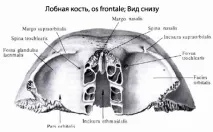 челна