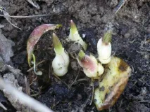 Лілійне дерево, посадка та догляд дерева