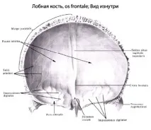 анатомия