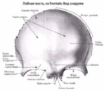 челната