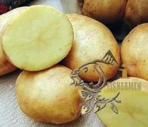 Лов коропа на картоплю гачку