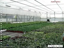 Квітковий рай Аліна