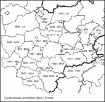 Циклахена дурнишниколистна дурнишниколистна