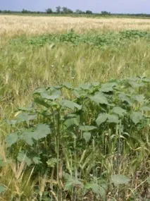 Циклахена дурнишниколистна xanthiifolia