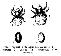 МЕЛОФАГОЗ ОВЕЦЬ вівці
