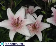 Мої Мулати-шоколати, Блогер missesquire на сайті 24 жовтня 2013, СПЛІТНИК блогер