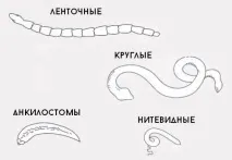 Чи може бути температура від глистів і що вона свідчить може