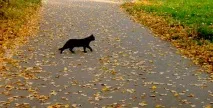 Народні прикмети та повір’я чи варто в це вірити повір