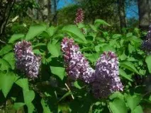 Народні прикмети про природу для дітей та дорослих природу