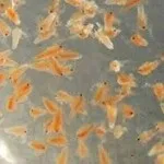 artemia