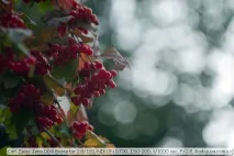 Огляд Carl Zeiss Jena DDR Biometar 2 jena