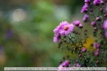 Огляд Carl Zeiss Jena DDR Biometar 2 zeiss