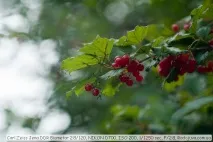 Огляд Carl Zeiss Jena DDR Biometar 2 carl
