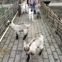 Оля Полякова та її - семеро козенят - підірвали Instagram instagram