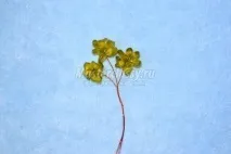 халцедону