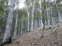 Півонія Млокоскевича не любить дилетантів півонія