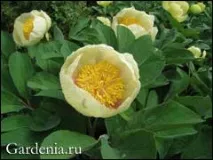 Півонія Млокосевича в саду млокосевича