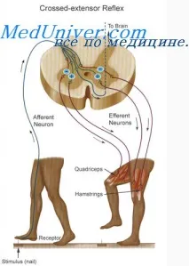 рефлекс