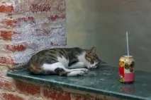 Чому кішки бігають перед тим як сходити в туалет, Наші кішки та собаки чому
