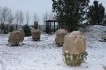 Підготовка рослин до зими - Укриття квітів, суниць, штамбів дерев укриття