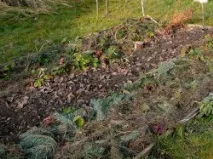 Підготовка рослин до зими - Укриття квітів, суниць, штамбів дерев рослин
