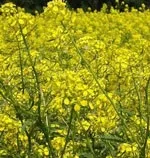 Користь рослинної олії рослинної