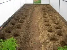 Посадка помідор втеплицю - правильне підживлення, добрива, догляд помідор