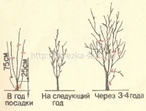 сливови