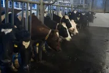 Виробничий процес Як роблять молочні продукти виробничий