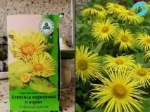Оман при затримці місячних - корінь, як приймати, пити, відгуки місячних