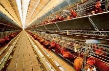Птахофабрика світового масштабу птахофабрика